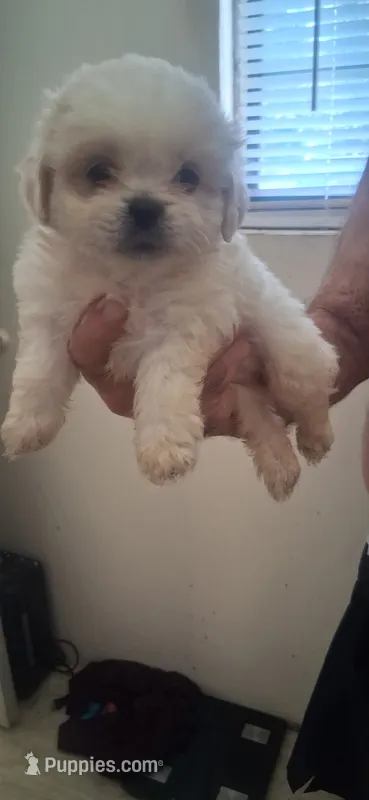 Pretty girl – Shih Tzu puppy for sale in Arley, AL