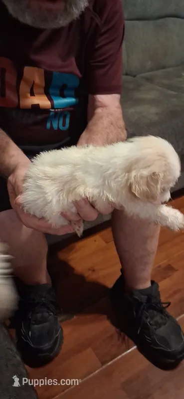 White girl – Shih Tzu puppy for sale in Arley, AL