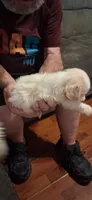 White girl, a female Shih Tzu for sale in Arley, AL – 1 of 3