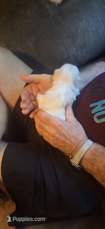Little girl – Shih Tzu puppy for sale in Arley, AL