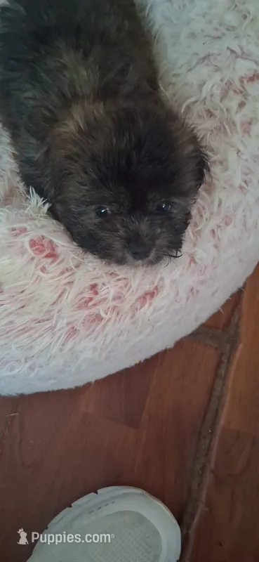 Boy one – Shih Tzu puppy for sale in Arley, AL