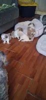 White girl, a female Shih Tzu for sale in Arley, AL – 3 of 3