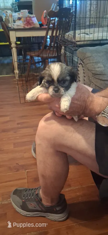 Girl one – Shih Tzu puppy for sale in Arley, AL