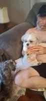Tommy Lee, a male Shih Tzu for sale in Arley, AL – 3 of 5