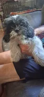 Bob Barker, a male Shih Tzu for sale in Arley, AL – 3 of 4