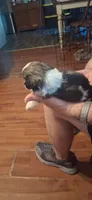 Girl one, a female Shih Tzu for sale in Arley, AL – 3 of 3