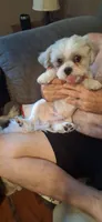 Tommy Lee, a male Shih Tzu for sale in Arley, AL – 5 of 5