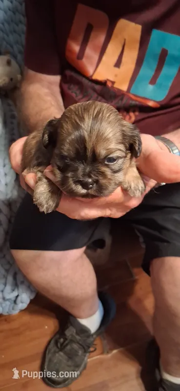 Boy one – Shih Tzu puppy for sale in Arley, AL