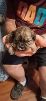 Boy one, a male Shih Tzu for sale in Arley, AL – 2 of 2