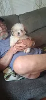 Scooter, a male Shih Tzu for sale in Arley, AL – 10 of 10