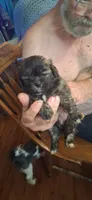 Boy one, a male Shih Tzu for sale in Arley, AL – 1 of 2