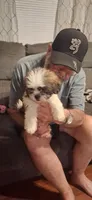 Girl one, a female Shih Tzu for sale in Arley, AL – 2 of 5