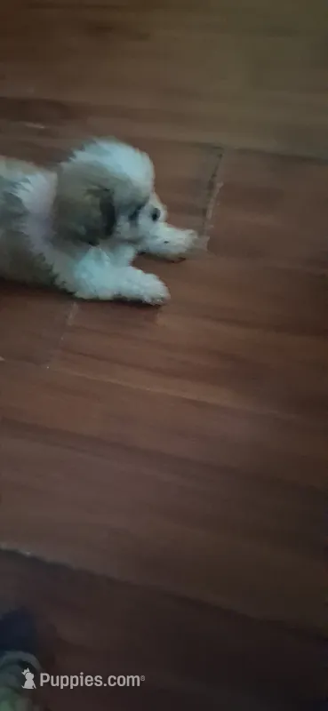 Scooter – Shih Tzu puppy for sale in Arley, AL