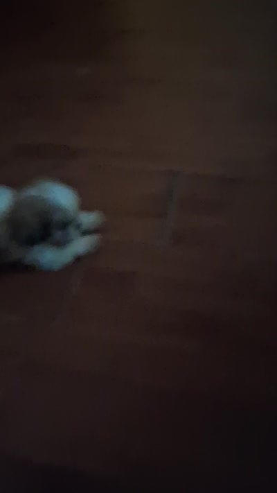 Scooter, a male Shih Tzu for sale in Arley, AL – 8 of 10