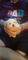 Little girl, a female Shih Tzu for sale in Arley, AL – 3 of 3