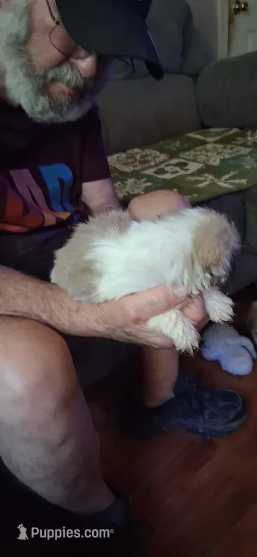 Scooter – Shih Tzu puppy for sale in Arley, AL