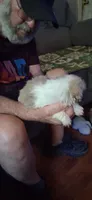 Scooter, a male Shih Tzu for sale in Arley, AL – 1 of 3
