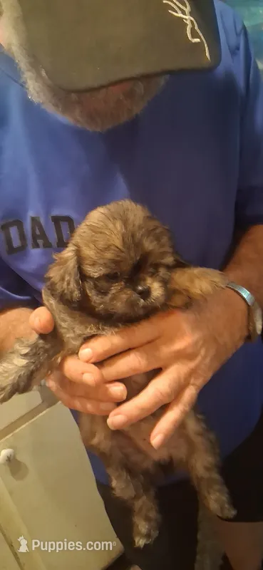 Girl 2 – Shih Tzu puppy for sale in Arley, AL