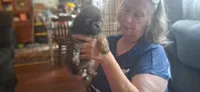 Girl 2, a female Shih Tzu for sale in Arley, AL – 2 of 3