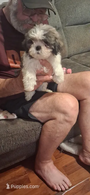 Girl one – Shih Tzu puppy for sale in Arley, AL