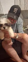 Girl one, a female Shih Tzu for sale in Arley, AL – 4 of 5