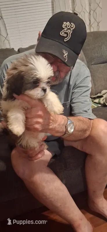 Girl one – Shih Tzu puppy for sale in Arley, AL