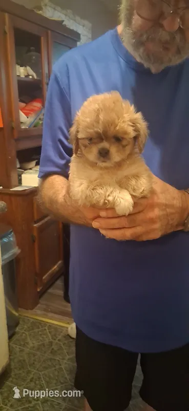 Girl one – Shih Tzu puppy for sale in Arley, AL