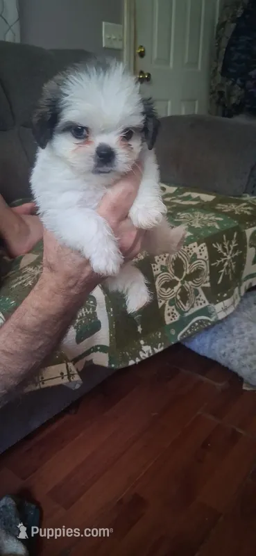 Whitie – Shih Tzu puppy for sale in Arley, AL