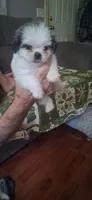 Whitie, a female Shih Tzu for sale in Arley, AL – 1 of 2