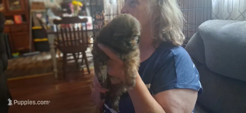 Girl 2 – Shih Tzu puppy for sale in Arley, AL