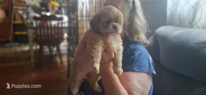 Girl one – Shih Tzu puppy for sale in Arley, AL