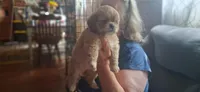 Girl one, a female Shih Tzu for sale in Arley, AL – 1 of 4