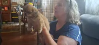 Girl one, a female Shih Tzu for sale in Arley, AL – 3 of 4