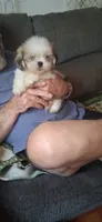 Scooter, a male Shih Tzu for sale in Arley, AL – 9 of 10