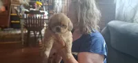 Girl one, a female Shih Tzu for sale in Arley, AL – 2 of 4
