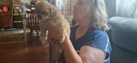 Girl one, a female Shih Tzu for sale in Arley, AL – 4 of 4