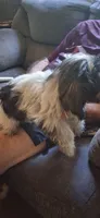 Bob Barker, a male Shih Tzu for sale in Arley, AL – 4 of 4