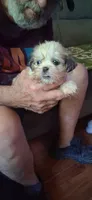 Scooter, a male Shih Tzu for sale in Arley, AL – 2 of 3