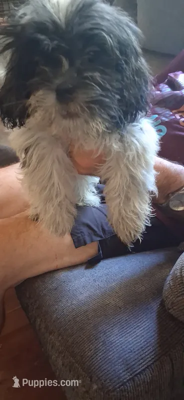 Bob Barker – Shih Tzu puppy for sale in Arley, AL