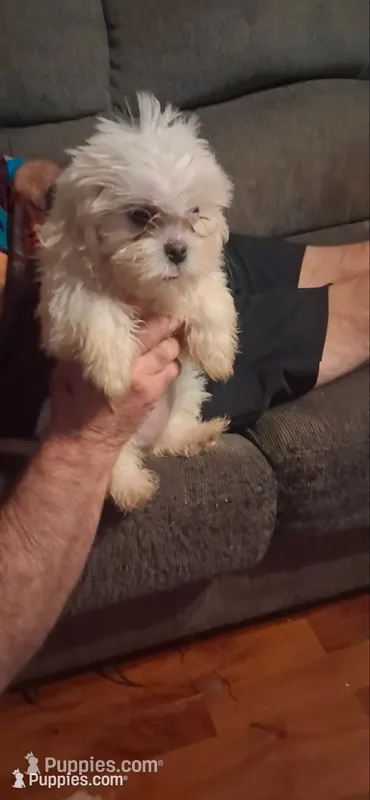 Girl 2 – Shih Tzu puppy for sale in Arley, AL