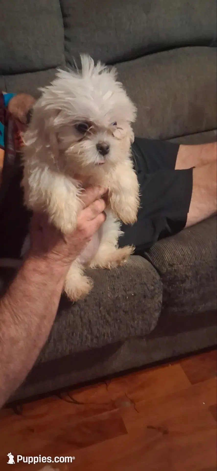 Girl 2, a female Shih Tzu for sale in Arley, AL – 1 of 4