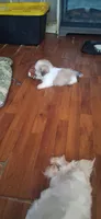 Scooter, a male Shih Tzu for sale in Arley, AL – 7 of 10