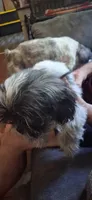 Bob Barker, a male Shih Tzu for sale in Arley, AL – 2 of 4
