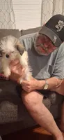 Girl 2, a female Shih Tzu for sale in Arley, AL – 3 of 3