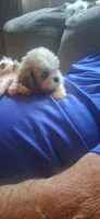 Scooter, a male Shih Tzu for sale in Arley, AL – 4 of 10