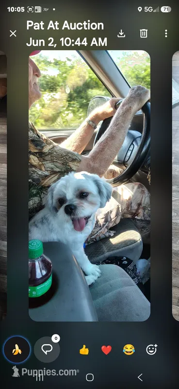 Tommy Lee – Shih Tzu puppy for sale in Arley, AL
