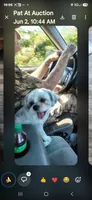 Tommy Lee, a male Shih Tzu for sale in Arley, AL – 1 of 5