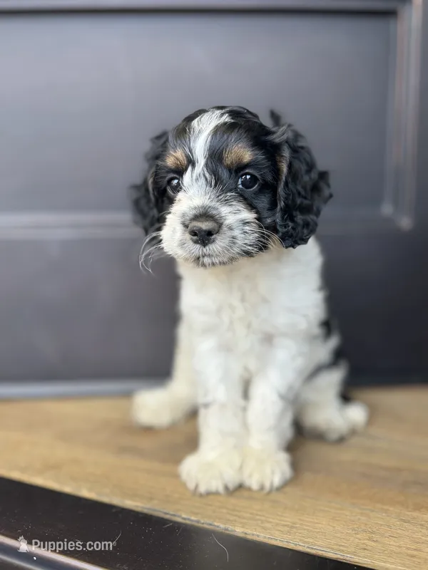 Hannibal  – Cockapoo puppy for sale in Bloomington, CA