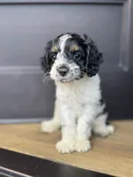 Hannibal , a male Cockapoo for sale in Bloomington, CA – 1 of 4