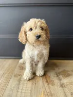 Chip , a male Cockapoo for sale in Bloomington, CA – 1 of 5
